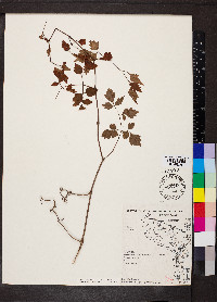 Nekemias arborea image