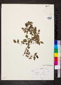 Nekemias arborea image
