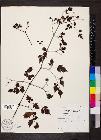 Nekemias arborea image