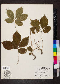 Parthenocissus inserta image