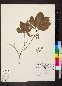 Parthenocissus inserta image