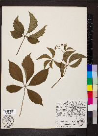 Parthenocissus inserta image