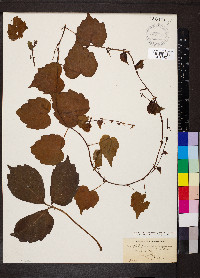 Parthenocissus tricuspidata image