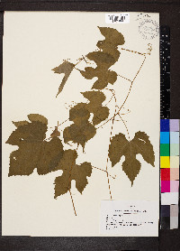 Vitis cinerea image