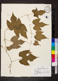 Vitis cinerea image