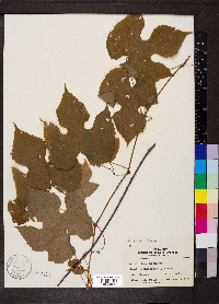 Vitis cinerea image