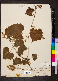 Vitis riparia image