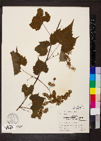 Vitis riparia image