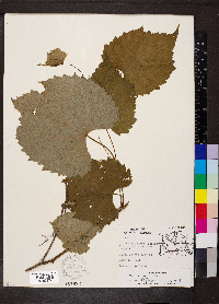 Vitis riparia image