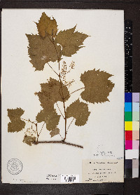 Vitis riparia image