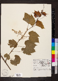 Vitis riparia image