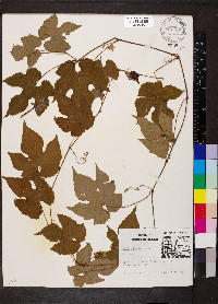 Vitis riparia image