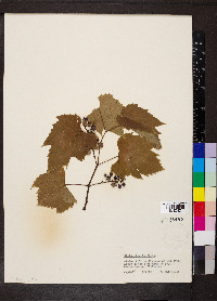 Vitis riparia image