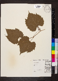 Vitis riparia image