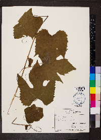 Vitis riparia image