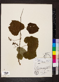 Vitis riparia image