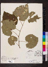 Vitis riparia image