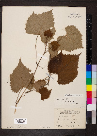 Vitis vulpina image