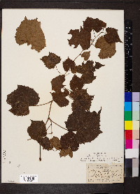 Vitis vulpina image