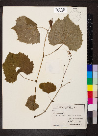 Vitis vulpina image