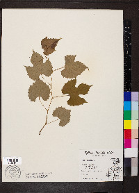 Vitis vulpina image