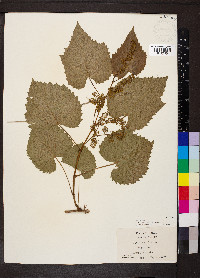 Vitis vulpina image