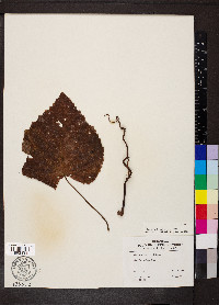 Vitis vulpina image