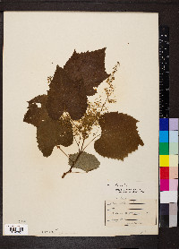 Vitis vulpina image