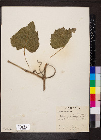 Vitis vulpina image