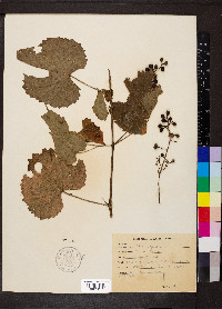 Vitis vulpina image