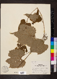 Vitis vulpina image