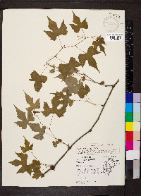 Vitis palmata image