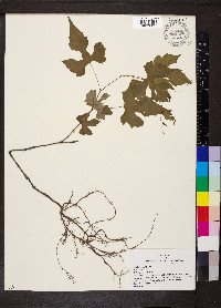 Vitis palmata image
