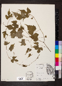 Vitis palmata image