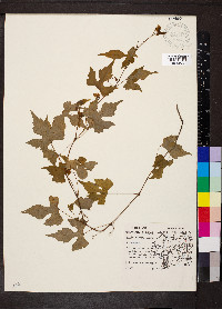 Vitis palmata image