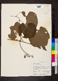 Vitis cinerea image