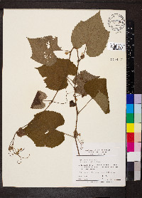 Vitis cinerea image