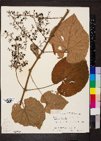 Vitis cinerea image