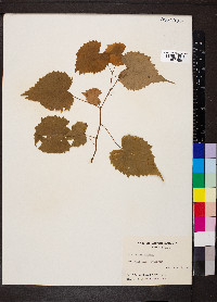 Vitis vulpina image