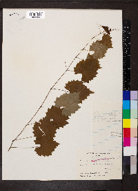 Vitis vulpina image