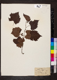 Vitis vulpina image