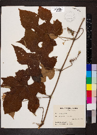 Vitis labrusca image