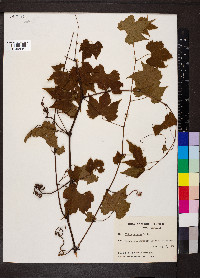 Vitis palmata image