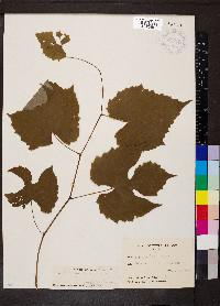 Vitis palmata image