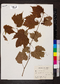 Vitis riparia image