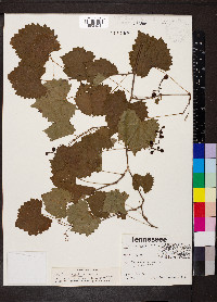 Vitis rotundifolia image