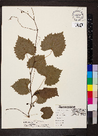 Vitis rotundifolia image