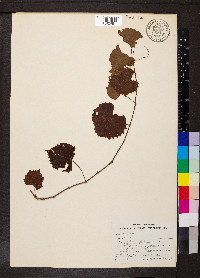 Vitis rotundifolia image