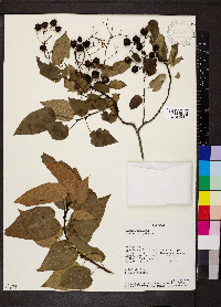 Vallea stipularis image
