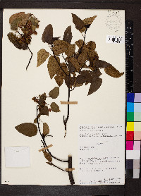 Vallea stipularis image